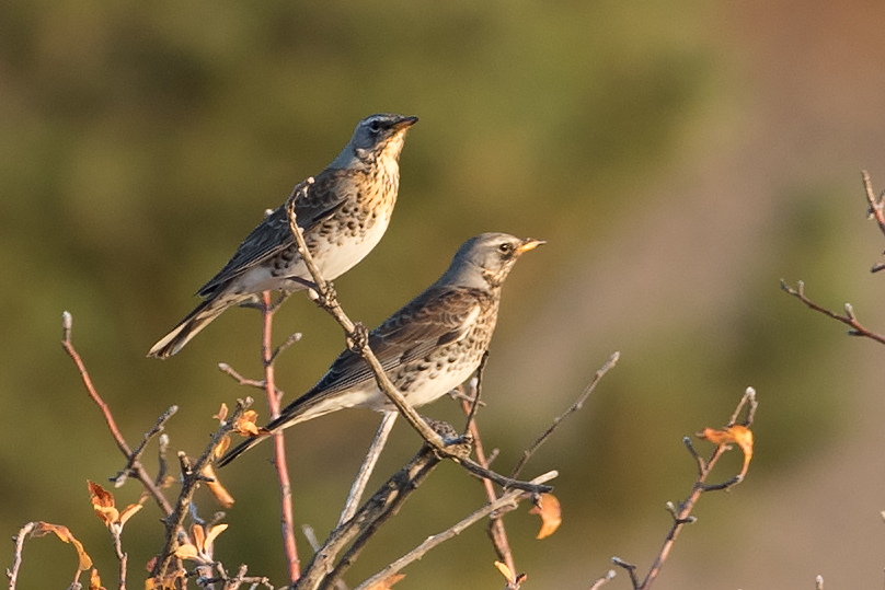 Fieldfare